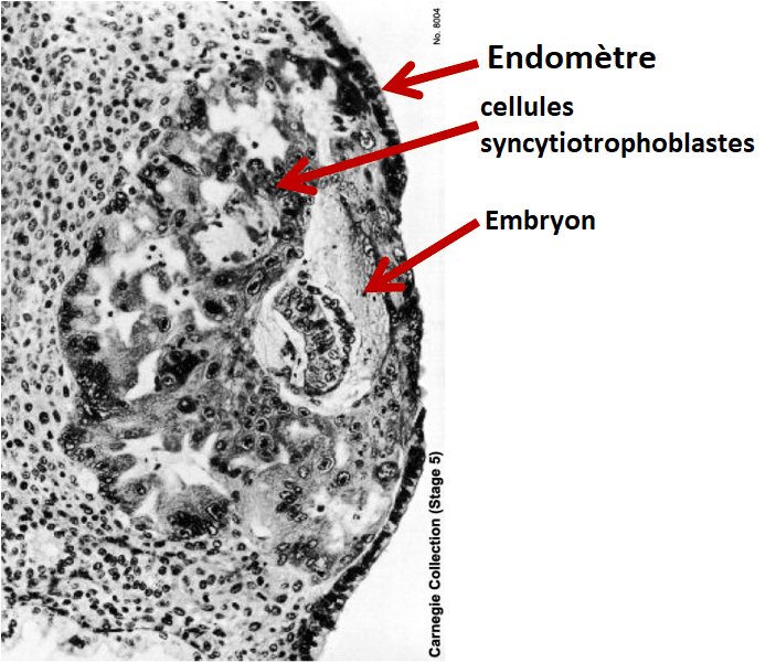 L'implantation de l'embryon expliquée par un embryologiste • Fiv.fr