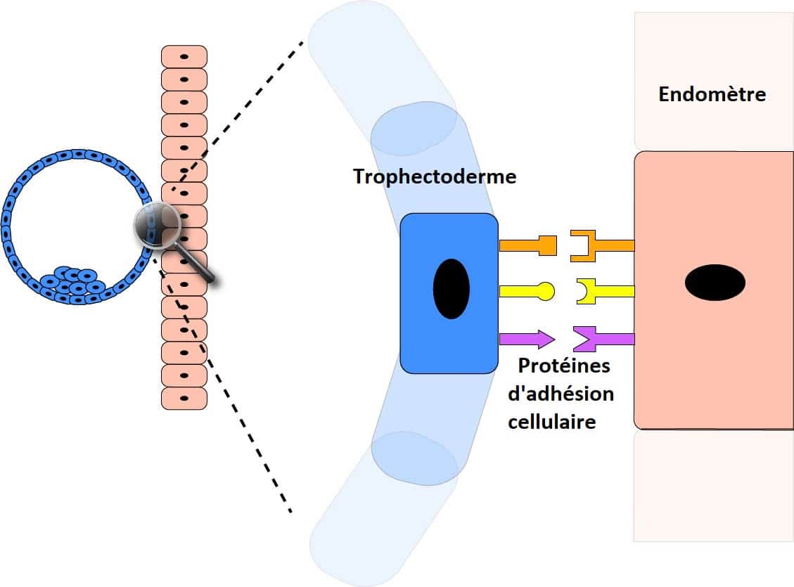 L'implantation de l'embryon expliquée par un embryologiste • Fiv.fr