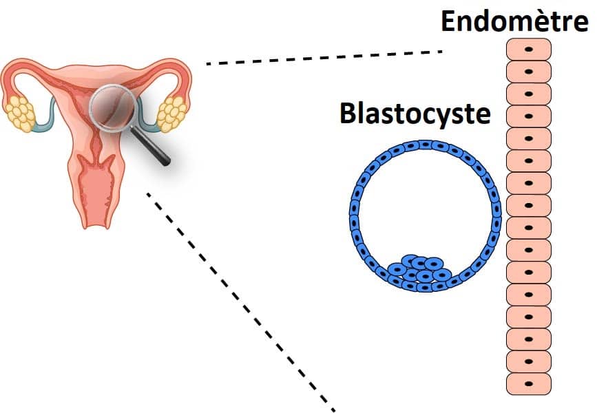 L'implantation de l'embryon expliquée par un embryologiste • Fiv.fr