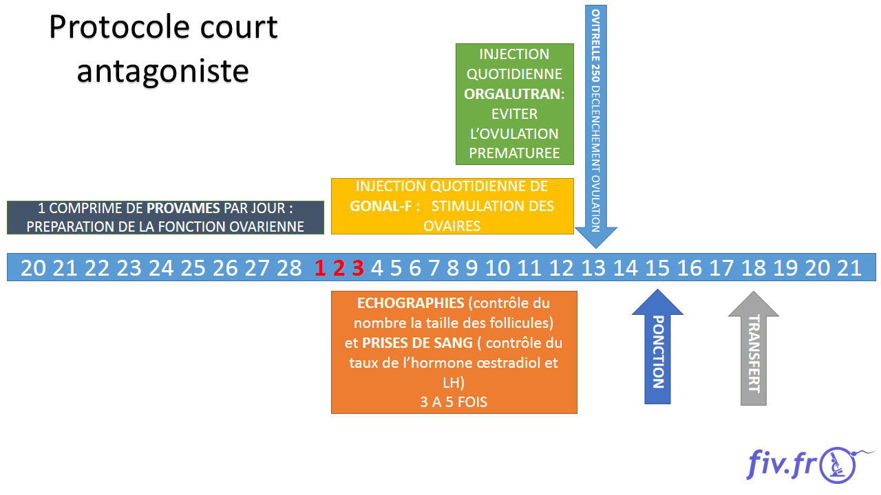 Le protocole court FIV