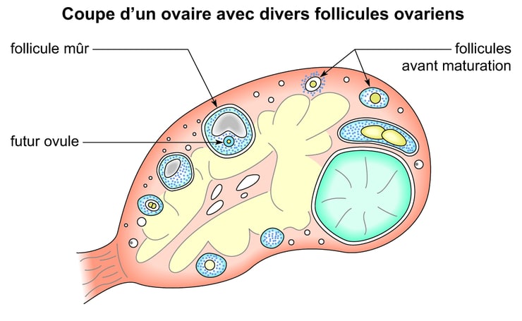 Comment et pourquoi mettre un ovule ?