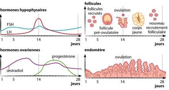 Tableaux des dosages hormonaux • Fiv.fr