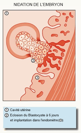 Nidation de l'embryon : comment interpréter les symptômes ? • Fiv.fr