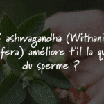 L&rsquo;ashwagandha (Withania somnifera) améliore t&rsquo;il la qualité du sperme ?