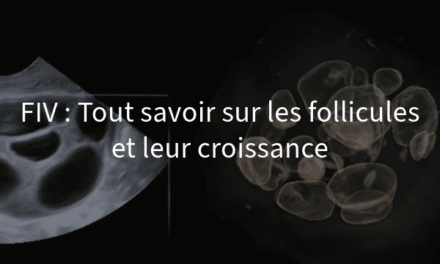 FIV : Tout savoir sur les follicules et leur croissance