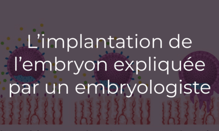 L’implantation de l’embryon expliquée par un embryologiste