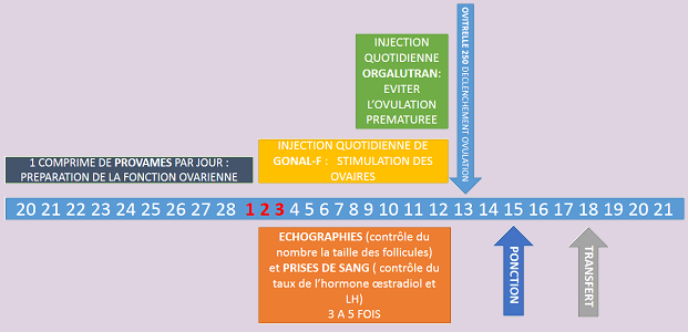 Le protocole court FIV