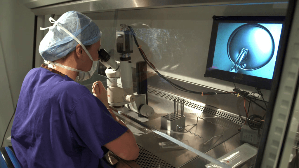 Le transfert d’embryons